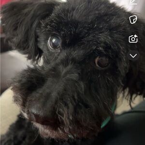 Meet your Posher, Diane